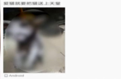上海虐猫女,人性之恶与动物保护的反思