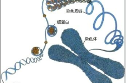 胚胎染色体娱乐,揭秘生命起源的遗传密码