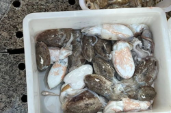 海鲜价格行情,探寻最新价格走势与消费趋势