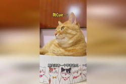吃瓜猫娱乐,揭秘娱乐圈的八卦风云与幕后故事